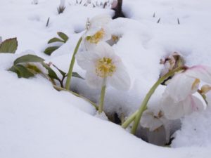 雪の中で咲くニゲル