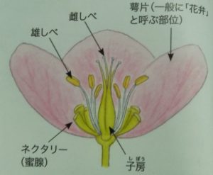 クリスマスローズの花の構造