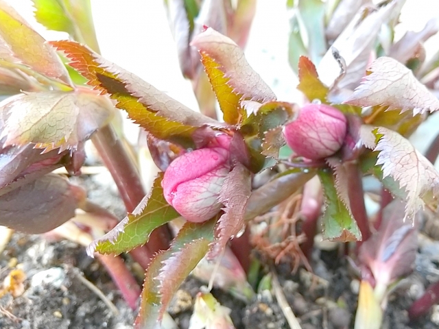 クリスマスローズの花茎と蕾