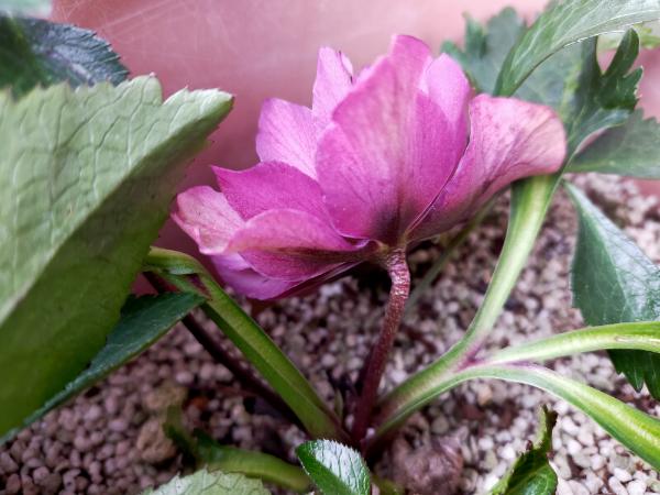 地面から3センチほどしか伸びない花茎