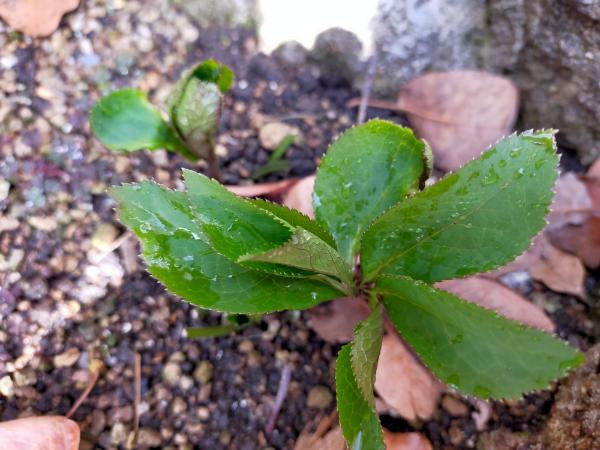 地植えのクリスマスローズの花が咲かない